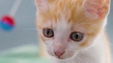 Komik turuncu kedi yavrusu. Şirin kızıl kedicik kedi oyuncağı topuyla oynuyor ve tırmalama direğiyle.