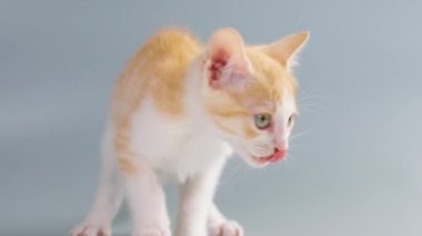 Şirin turuncu kedi yavrusu miyavlıyor ve kameraya yakından bakıyor.