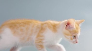 Güzel turuncu kedi yavrusu yakından oynuyor. Zencefilli, oyuncak, evcil bir hayvan. Komik, meraklı, paslı kedi.