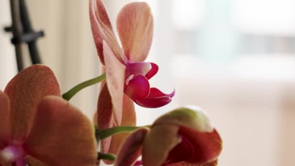 Hermosa Flor Orquídea Roja Naranja Polilla Habitación Casa — Vídeos de Stock