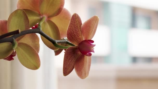 Vakker Møllorkide Phalaenopsis Blomst Som Nærmer Seg Hjemme – stockvideo