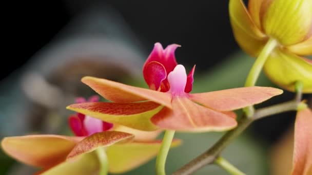 Coloridas Flores Rojas Orquídea Polilla Naranja Habitación Del Hogar Cerca — Vídeos de Stock