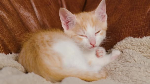 Śpiący Pomarańczowy Kotek Kanapie Spoczywający Rudy Kot Dziecko Zamkniętymi Oczami — Wideo stockowe
