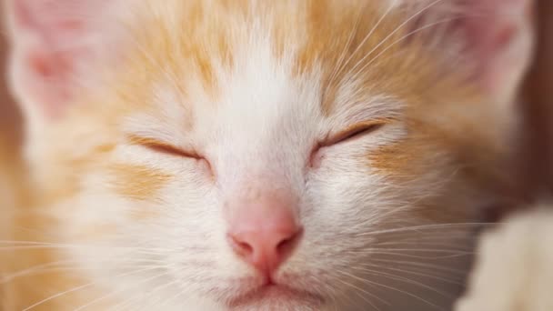 Spící Oranžové Kotě Odpočívající Zázvor Kocour Zavřenýma Očima Detailní — Stock video