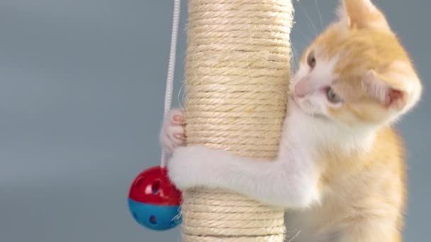Χαριτωμένο Γατάκι Τζίντζερ Παίζει Μπάλα Παιχνίδι Γάτα Και Ξύσιμο Μετά — Αρχείο Βίντεο