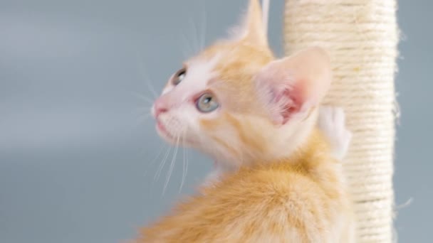 Güzel Turuncu Kedi Yavrusu Yakından Oynuyor Zencefilli Oyuncak Evcil Bir — Stok video