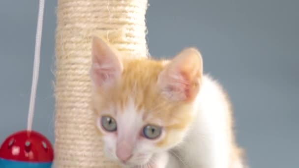 Orangefarbenes Kätzchen Spielt Mit Einem Katzenspielzeug Verspieltes Katzenbaby — Stockvideo
