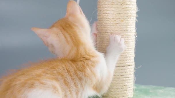 Turuncu Kedicik Kedi Oyuncağıyla Oynuyor Kazıma Tahtası Renkli Topu Olan — Stok video