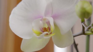 Yeşil tomurcuklu güzel bir ev beyaz orkide çiçeği. Odada çiçek açan orkide çiçeği.