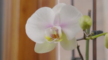 Çiçekli ev çiçekleri ve beyaz taçyaprakları oda penceresinin yanında.