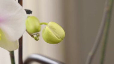 Beyaz orkide çiçeğinin yeşil tomurcukları. Orkide çiçeği açan bitki.