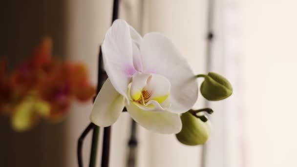 开花结果的兰花 花瓣洁白 紧密相连 — 图库视频影像