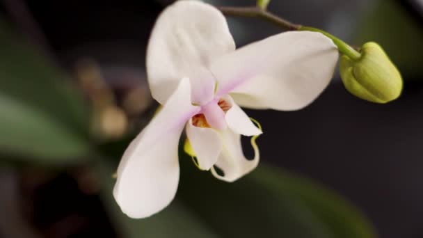 Siyah Masasında Beyaz Taç Yaprakları Olan Güzel Çiçek Açan Bir — Stok video