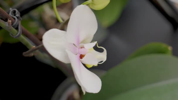 Beyaz Orkide Çiçeğini Yakın Planda Saksıda Üst Görünüm — Stok video