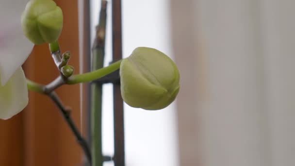 Kwitnąca Orchidea Domu Kwiat Zielonymi Pączkami Blisko Okna — Wideo stockowe