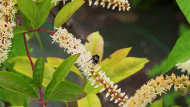 Virginia Sweetspire bitkisinin Itea virginica çiçeğinin üzerinde döllenen yaban arısı. Iteaceae ailesi