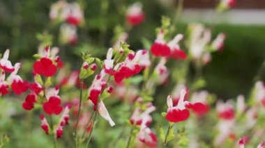 Salvia microphylla ya da tarlada sıcak dudaklar. Graham adaçayı çiçekli süs bitkisi