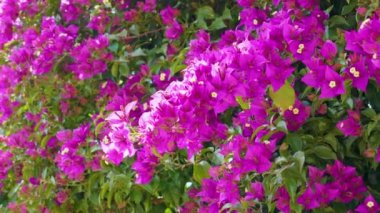 Mor çiçekli begonviller. Çiçek açmış süs bitkisinin pembe yaprakları.