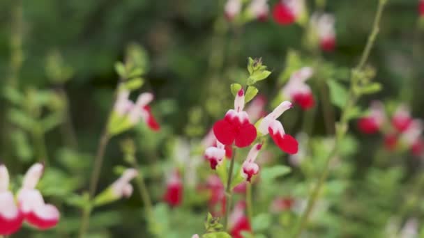 フィールド内のサルビアマイクロフィラまたはホットリップの花 開花中のグラハムセージ観賞植物 — ストック動画