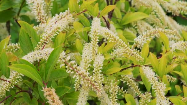弗吉尼亚甜瓜植物中的绿茶花 Iteaceae家族 — 图库视频影像