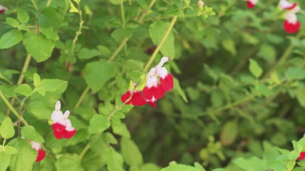 Квіти Червоних Гарячих Губ Сальвія Рослина Мікрофіла Квітуча Весняному Саду — стокове відео