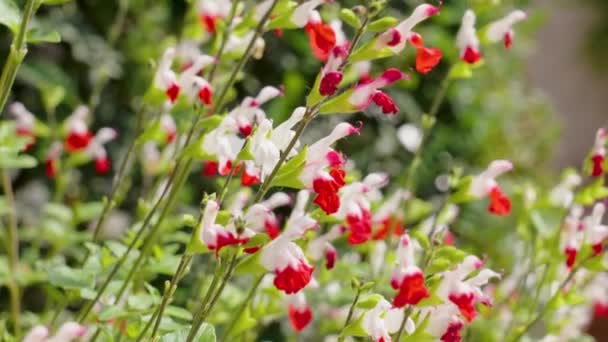 Red Hot Lips Blommor Salvia Microphylla Blommar Trã Dgã — Stockvideo