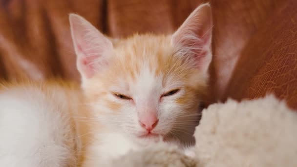Сонный Рыжий Котёнок Дремлет Диване Одеялом Крупным Планом — стоковое видео