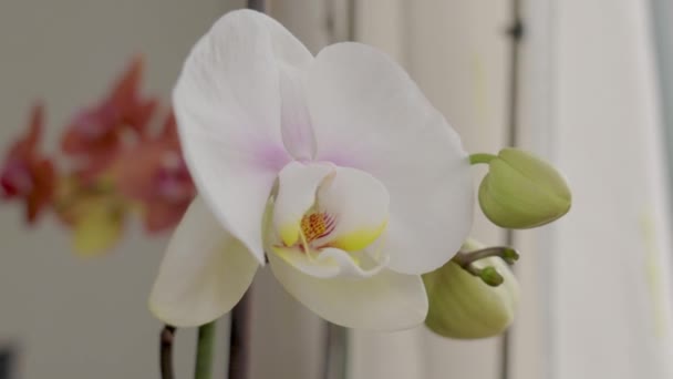 Flores Brancas Orquídea Família Orchidaceae — Vídeo de Stock
