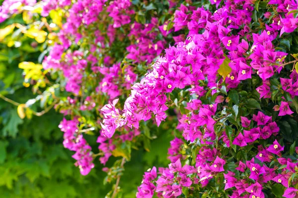 Flores Buganvillas Florecientes Púrpuras Rosa Hermosos Pétalos Planta Ornamental Flor — Foto de Stock