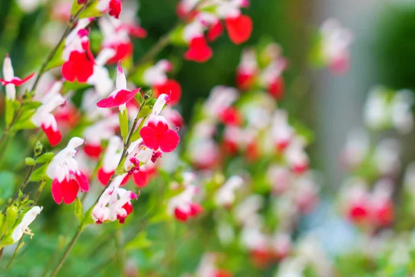 Flores Rojas Salvia Microphylla Labios Calientes Creciendo Primavera — Foto de Stock