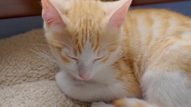 Kedi yatağında uyuyan sevimli kızıl kedicik gözleri kapalı dinleniyor.