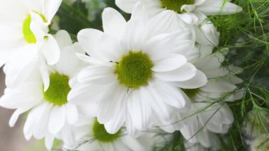 Beyaz bahçe kasımpatı çiçekleri. Marguerite yaprakları kapanıyor.