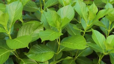 Bahçede taze yeşil çiçek yaprakları var. Yakın plan. Ekolojik kavram