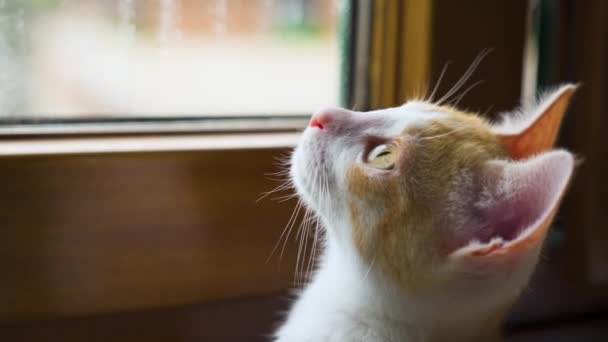 Ciekawy Rudy Kociak Przy Oknie Domu Zabawny Mały Kot Domowy — Wideo stockowe