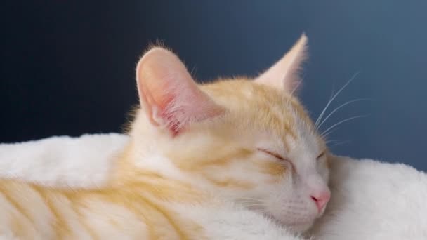 Estirando Gatito Jengibre Dormido Lindo Pequeño Descansando Gato Rojo Cerca — Vídeo de stock