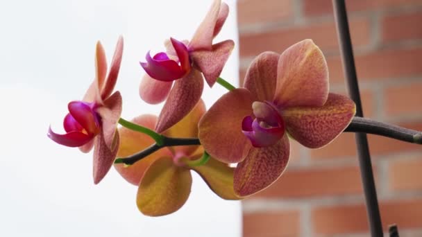 Beautiful Orchid Flowers Garden Brick Wall Sky Background Closeup — Stock Video