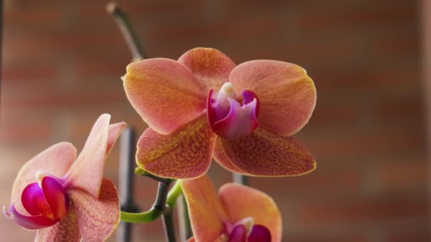 Hermosas Flores Orquídea Jardín Sobre Fondo Pared Ladrillo — Vídeos de Stock
