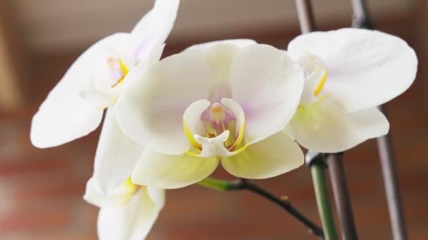 Gyönyörű Fehér Orchidea Virágok Kertben Egy Téglafal Háttér Közeli — Stock videók