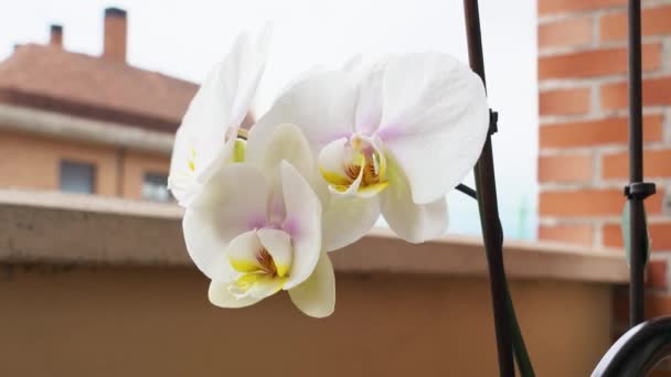 Pétalas Flores Orquídea Branca Varanda Fundo Edifício Cidade — Vídeo de Stock