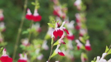 Parlak Kırmızı Salvia Sıcak Dudak Çiçekleri tarlada
