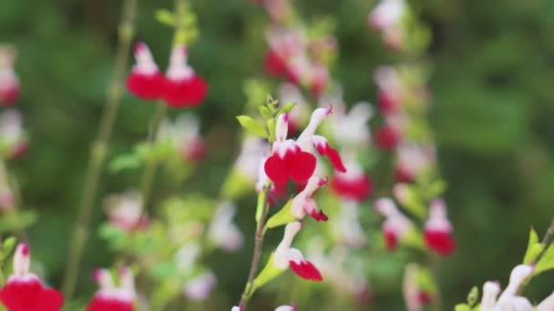 Flores Labios Calientes Salvia Roja Brillante Campo — Vídeo de stock