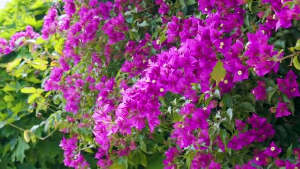 Ljusrosa Bougainvillea Blommor Blom — Stockvideo