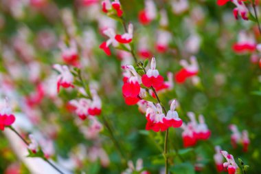 Yazın parlak Salvia mikro çiçekleri kapanıyor.