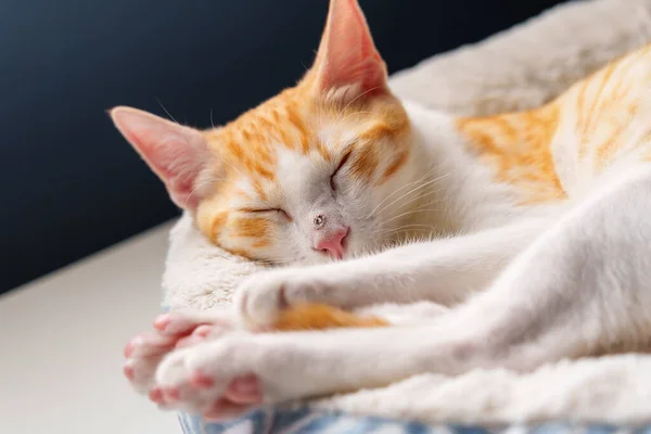 Sleeping stretching cat with a wounded nose. Resting injured ginger kitten close up