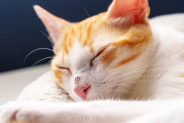 Sleeping Injured Young Cat Wounded Nose Cute Ginger Kitten Close Royalty Free Stock Photos