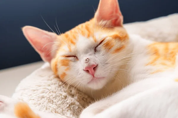 Triste Herido Siesta Joven Gato Rojo Con Una Nariz Lisiada — Foto de Stock