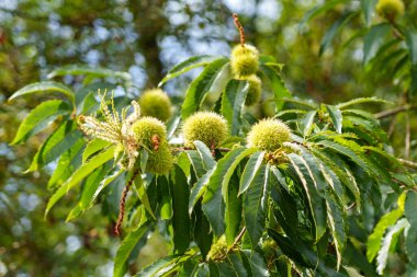 Yeşil yemyeşil yapraklı Castanea sativa ağacında tatlı kestane meyvesi 