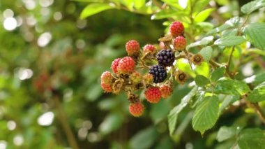 Olgunlaşmamış yabani böğürtlenler, yakın bir yeşil dalda.