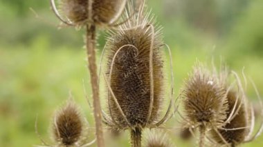 Sahada kurutulmuş devedikeni otu. Dipsacus fullonum. Doğadaki kuru çiçekler. Kapatın.