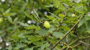 İlk yeşil palamut meyveleri ve meşe yaprakları